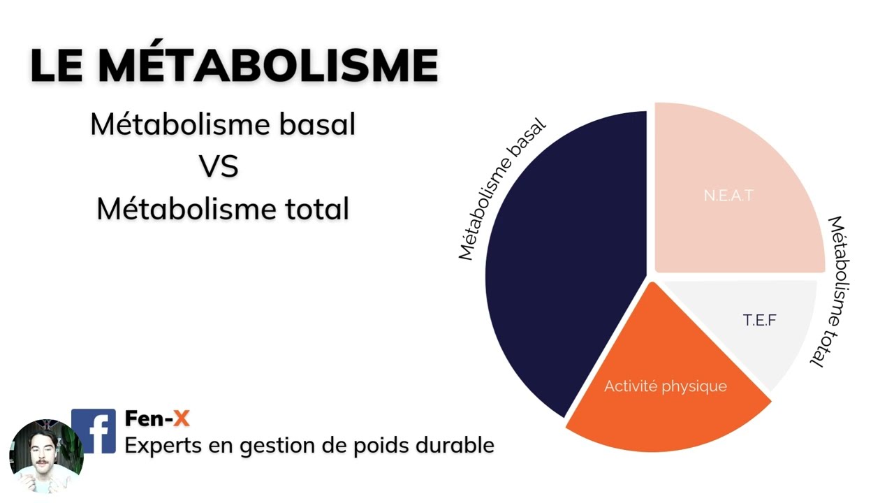Comment fonctionne le métabolisme
