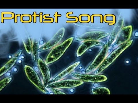 Protist Song