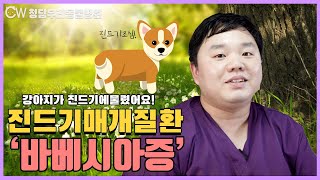 강아지가 진드기에 물렸다면 바베시아증을 조심하세요!