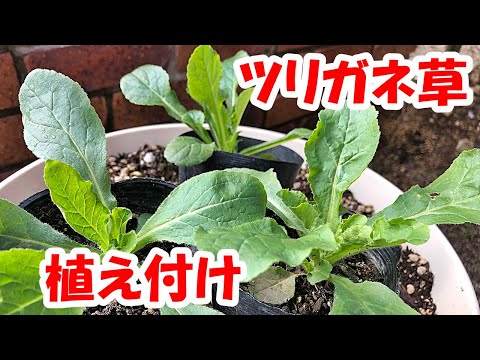 ツリガネ科について詳しく解説