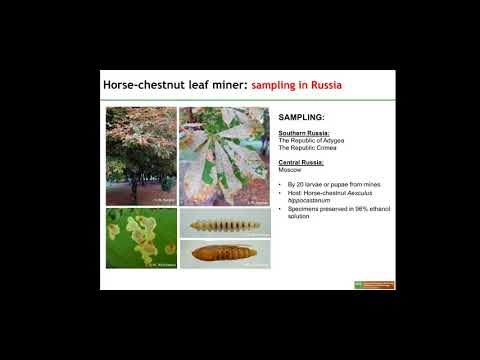 MDPI Insects   IECE 2021  Invited Speaker   Natalia Kirichenko