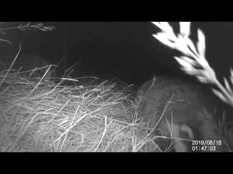 Badgers at night