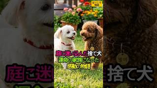 庭に迷い込んだ捨て犬、運命の家族になった感動の物語 🐶💖🏡 #ペット #ドラマ #寒の戻り