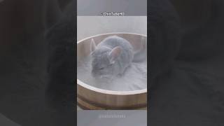 Why Do Chinchillas Bathe In Dust?