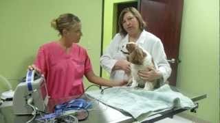 preview picture of video 'How To Measure a Dog's Blood Pressure'