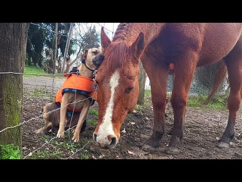 Les meilleurs amis des animaux 🤣 10 minutes d'animaux drôles