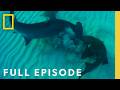 Ultimate Shark Showdown Bull Shark Vs Hammerhead Full Episode National Geographic