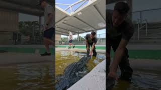 Meet Dingo the Gator! 🐊