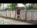 Mama Bear Refuses To Abandon Her Beloved Cubs