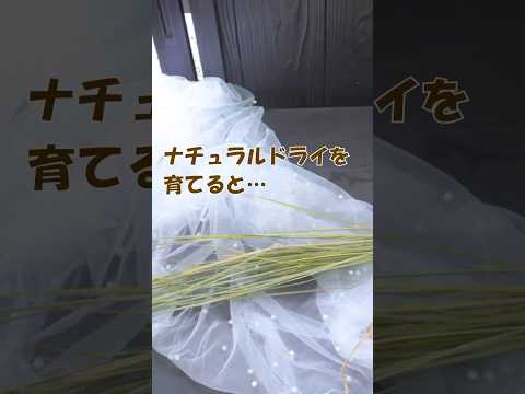 bac-a-fleurs--graminees-ornementales-lierre-grimpantes-rebord--fenetre