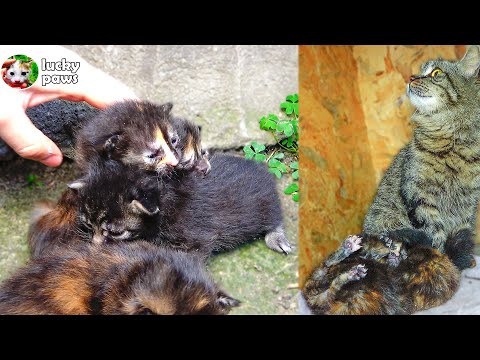 Mama Katze weckt sanft ihre neugeborenen Kätzchen zum Füttern und Kätzchen miauen laut | Lucky Paws
