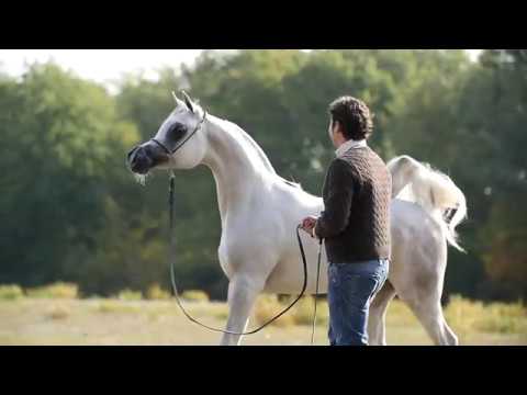 JASMENAAH AL JASSIMYA