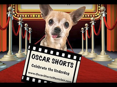 All Short Films Nominated for Oscars in 2019 To Be Shown in Montclair