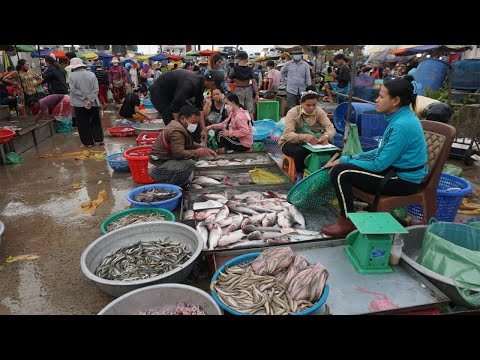 Fish Market Scene @Chhbar Ampov - Amazing Site Distribute Fish & SeaFood in Phnom Penh