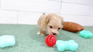 ハーフ犬の動画01