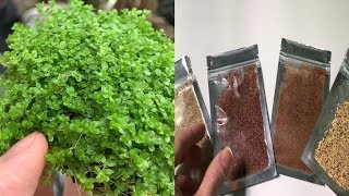 Sự thật về hạt giống " Trân Châu " thần kỳ
