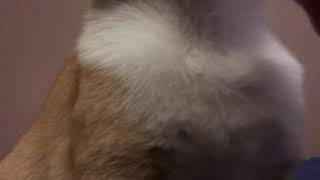 ASMR #10 Cat eating Squeeze Up