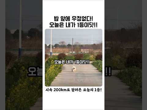 밥 앞에 우정 없다! 시속 200km 솜뭉치들 ㅋㅋ  #강아지 #투