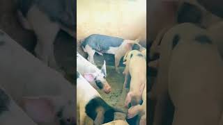 2 male pigs mating. Wow