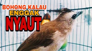 Download lagu Pancingan Joss Gandos Trucukan Ngeriwik Kasar Paling Cepat Biar Trucukmu Rajin Bunyi Gacor  mp3