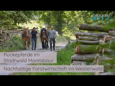 Nachhaltige Forstwirtschaft - Rückpferde im Stadtwald von Montabaur