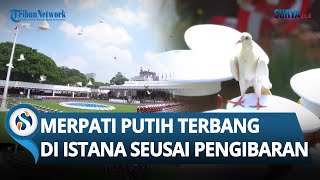 MOMEN LANGKA! Burung Merpati Putih Terbang di Istana seusai Pengibaran Bendera, Warga Bersorak Riuh!