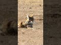 Coyotes and Badgers Hunt Together 👥️️