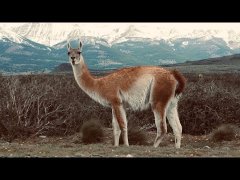 5 Fun Facts About The Guanaco