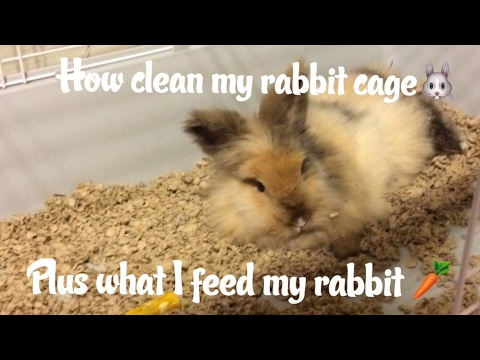 How I clean my rabbit cage