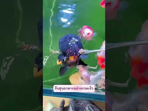 ปลาดำว่ายตามไม่หยุด ที่แท้หิวจนต้องป้อนถึงปาก
