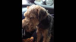 Henry is a little drowsy...