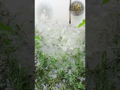 আমাদের মাছ