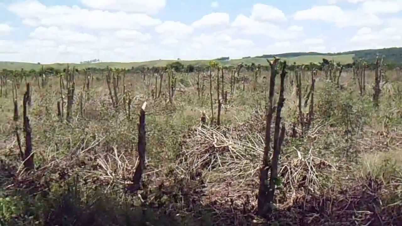Carlopolis ........Histórias que o povo conta .......Cemiterio abandonado.....
