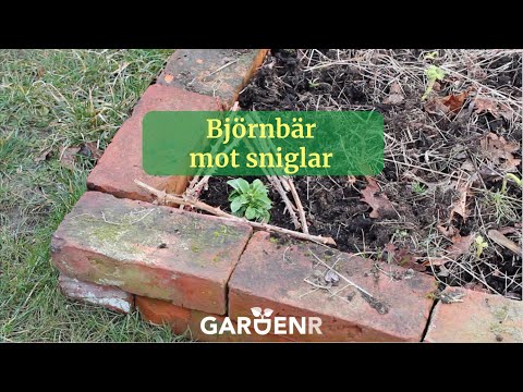 Björnbär mot sniglar - Trädgårdshacks med GardenR