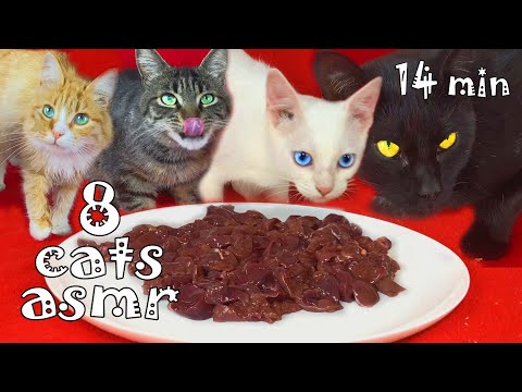 My 8 cats eating raw chicken liver