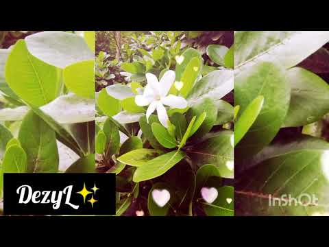 VOLCOM NOX TAHITI x MAIMANA - MYTHO [reprise 2k20]