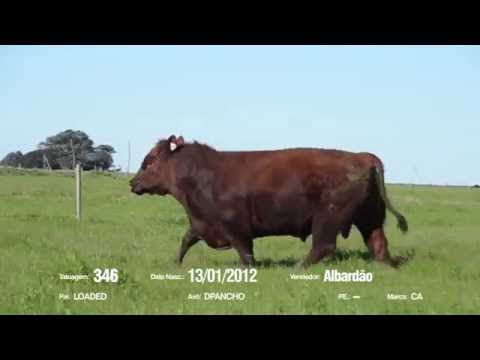 14º Remate Só Angus - Albardão. Tat.: 346