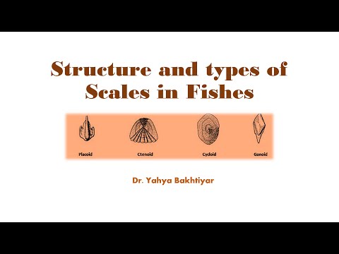48 Fish Scales Types and modifications