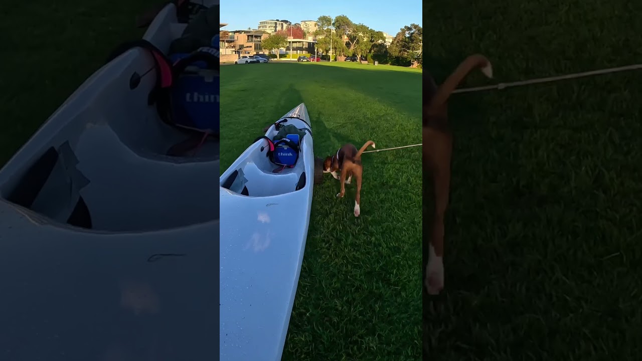 Puppy Vs surfski #surfski #puppy #boxerdog #boxerpuppy
