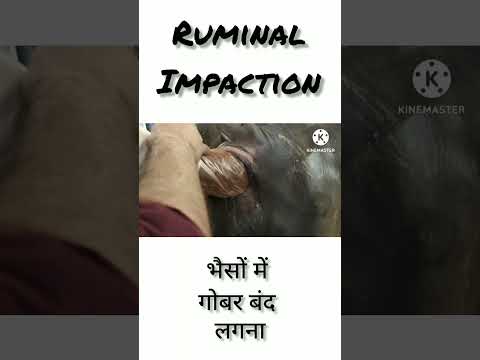 ruminal impaction