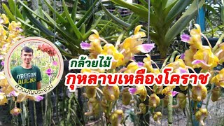 กล้วยไม้กุหลาบเหลืองโคราช เอื้องกุหลาบเหลืองโคราชกลิ่นหอมๆ สีเหลืองสวยๆงาม
