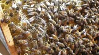 preview picture of video 'ALIMODIAN BEEKEEPER (Hexagon Apiary)'