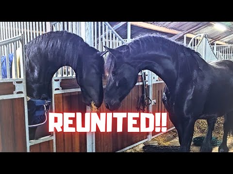 He meets his mother and sisters😍 | Teije Rein in the arena for the first time | Friesian Horses