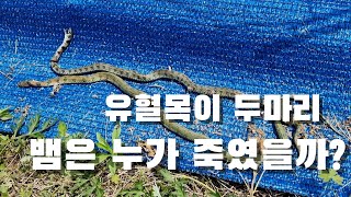 뱀에게 무슨 일이 있었던걸까? 유혈목이  2마리를 당할자는 누구?? 그것이 궁금하다
