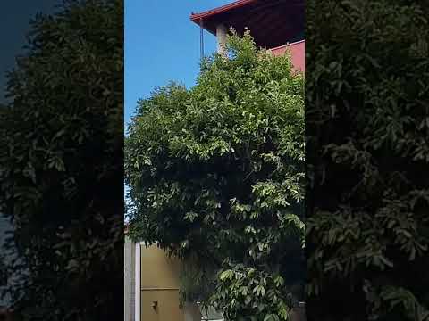 Ruas de Fervedouro Minas Gerais. #thalialopes #minasgerais #fervedouro #shorts #fervedouromg