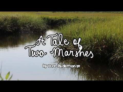 A tale of two marshes