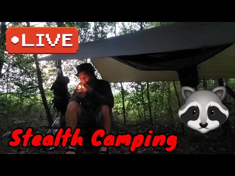 LIVE Stealth Camp