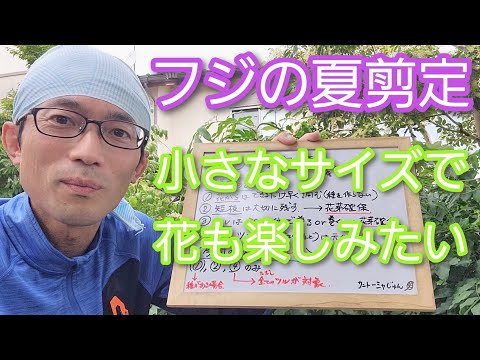 藤の正しい切り方:こうやって作る 植物