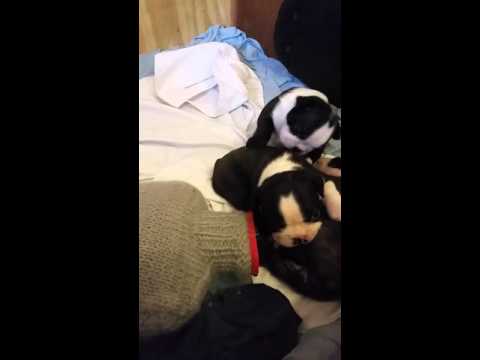 Vrh B (Bilbo, Bastien, Blackberry, Balů)