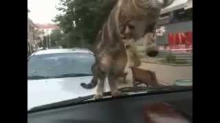 Cat plays with a man during parking  Prishtina Kosovo